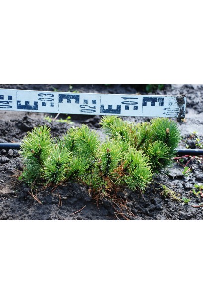 Морозостійка сосна Карстенс Вінтерголд.