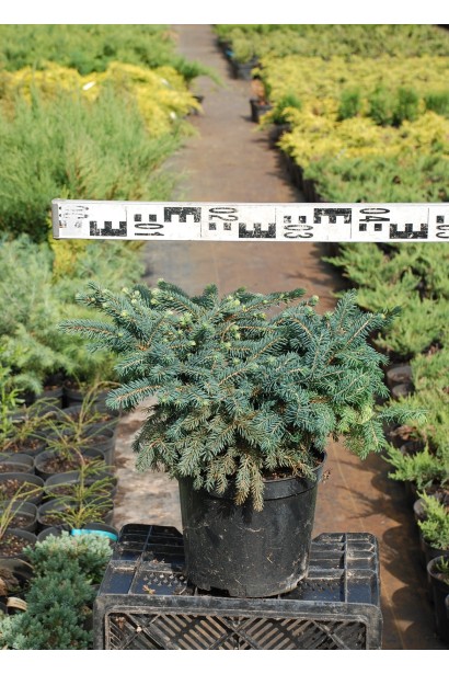 Ялина колюча Вальдбрун в садовому центрі
