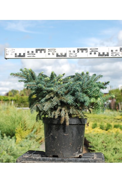 Ялина колюча Вальдбрун горщик 3 л діаметр 30-40 см