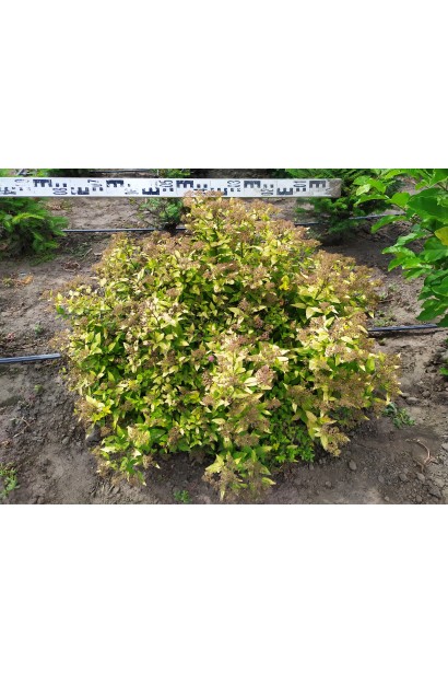 Спірея японська Голден Принцесс | Спирея японская Голден Принцесс | Spiraea japonica Golden Princess