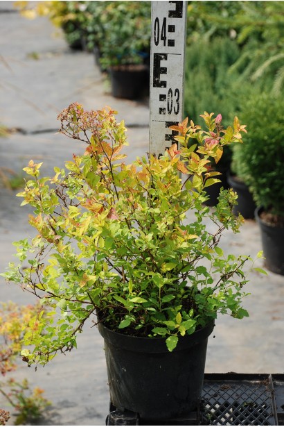 Компактний кущ спіреї Голден Принцесс для клумби.