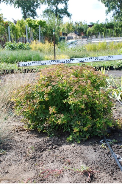 Спірея японська Голден Принцесс (рожева) 