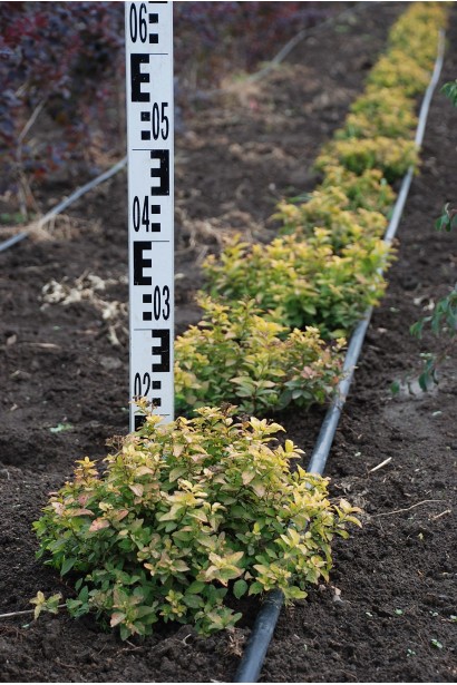 Спірея японська Голден Принцесс в розсаднику