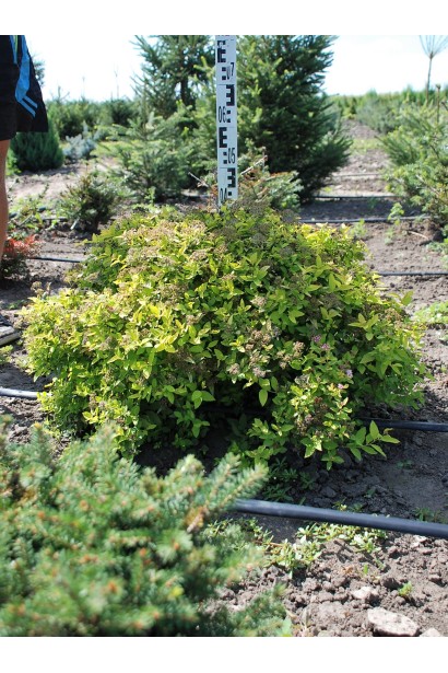 Spiraea japonica Golden Princess
