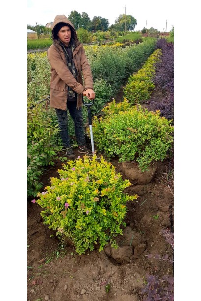 Спірея японська Голден Принцесс (рожева) з комом землі