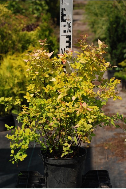 Кущ спіреї Голдмаунд