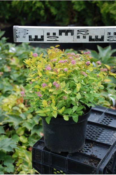 Spiraea japonica Goldmound