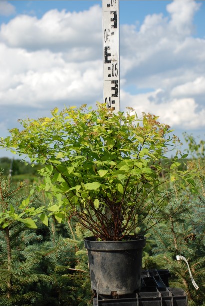 Спірея японська Голдмаунд - 3л/вис.20-30см/Ø20-30см