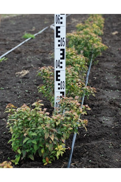 Спірея японська Голдмаунд