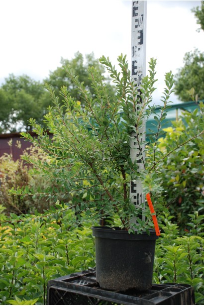 Спірея ніппонська Сноумаунд в контейнері