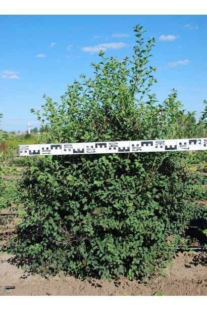 Спірея Вангутта: кущ із декоративною листяною кроною.