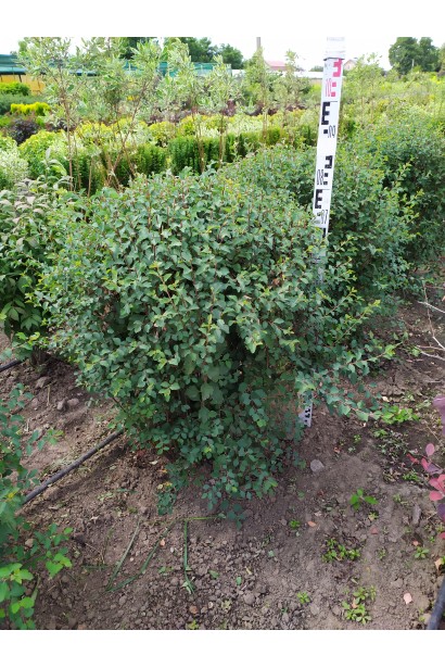 Спірея Вангутта