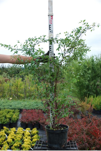 Спірея Вангутта - 5л/вис.80-100см/Ø40-50см