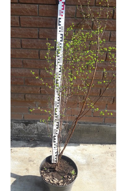 Спірея Вангутта | Спирея Вангутта | Spiraea vanhouttei