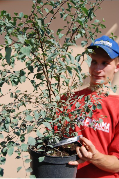 Спірея Вангутта в садовому центрі