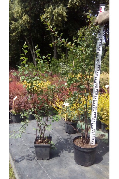 Спірея Вангутта 5л/100-110см/Ø50-60см