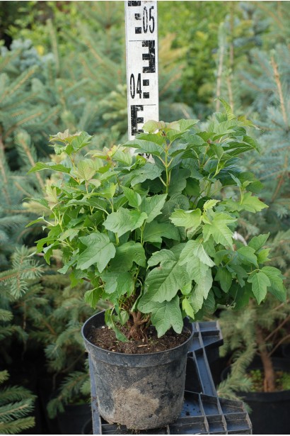 Калина обыкновенная Компактум контейнер 3 л 30-40 см