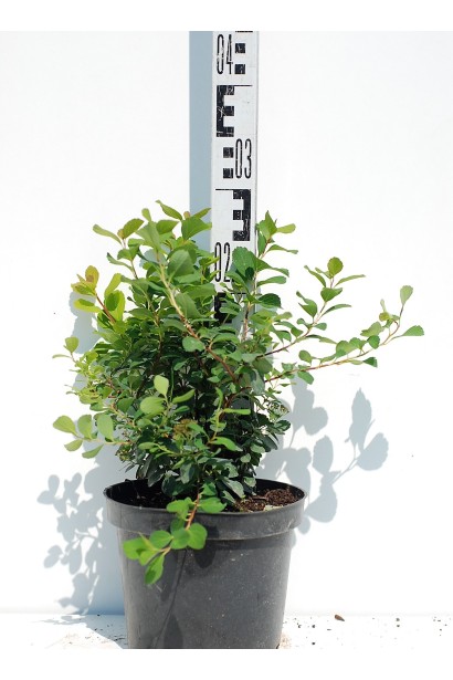 Спірея березолиста Тор - 3л/30см/Ø30см