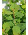 Спірея березолиста Тор | Спирея березолистная Тор | Spiraea betulifolia Tor