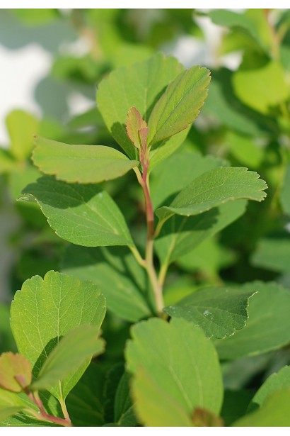 Спірея березолиста Тор