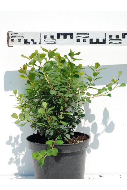 Спірея березолиста Тор - 3л/30см/Ø30см