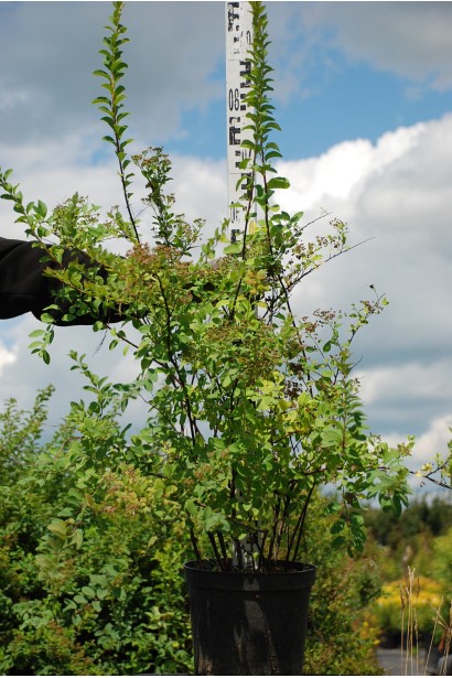 Спірея Аргута в контейнері
