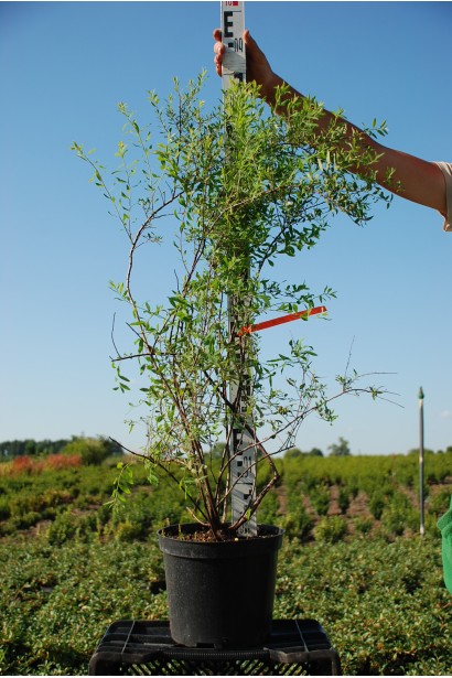 Спірея гострозазубрена / Аргута 5л/90см/Ø30-40см