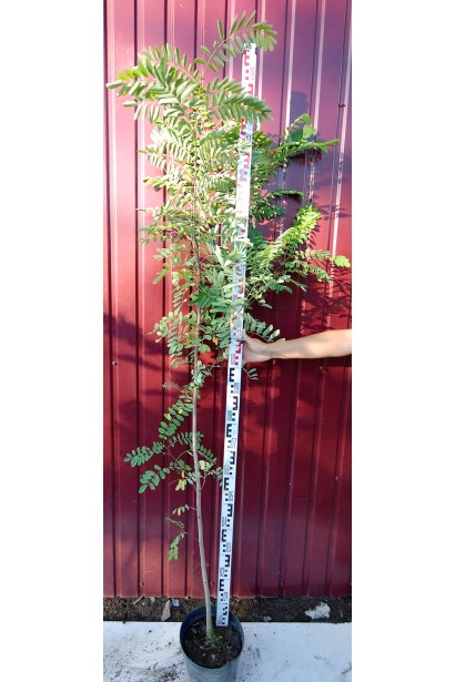 Robinia pseudoacacia горщик