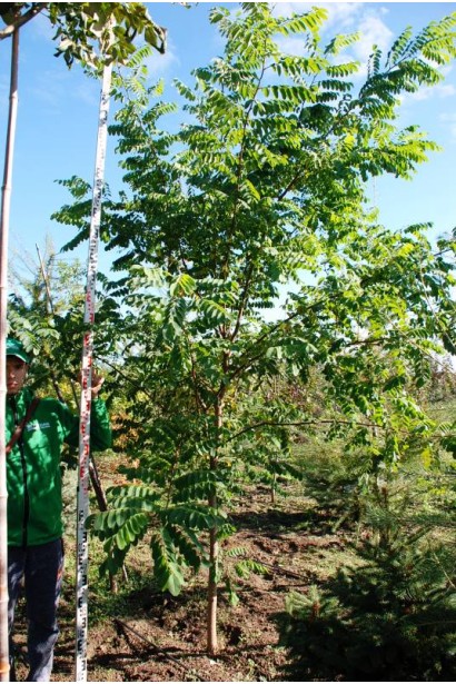 Акація звичайна саджанці в контейнері