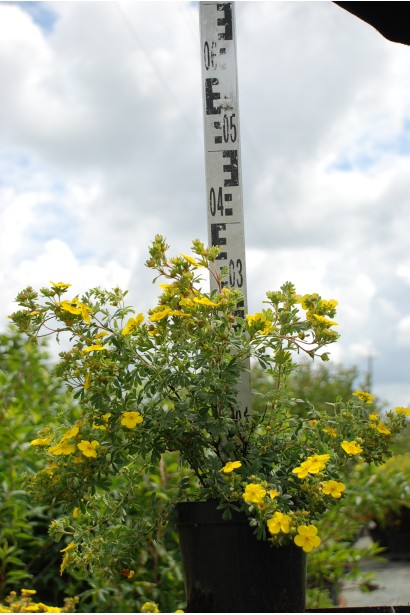 Перстач чагарниковий Саммерфлор в горщику 5 л 30-40 см