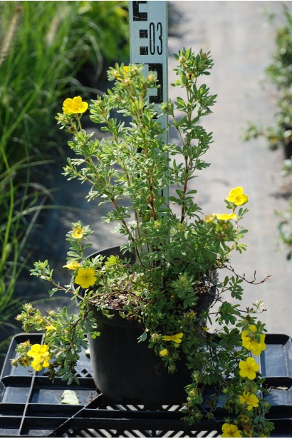 Перстач  Саммерфлор в контейнері 3 л 