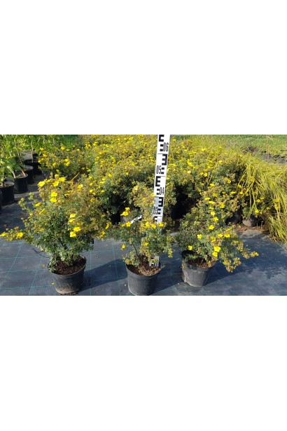 Перстач  Саммерфлор саджанці в садовому центрі