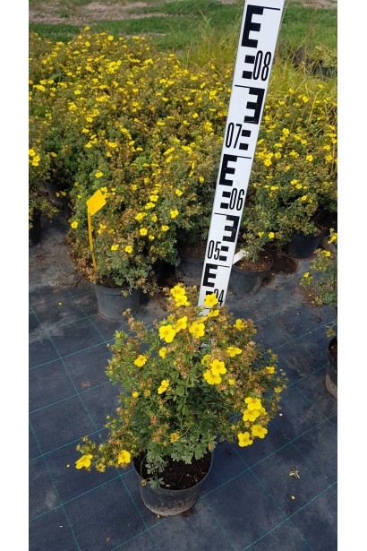 Перстач чагарниковий Саммерфлор висота 40-50 см