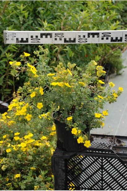 Лапчатка кущова Sommerflor саджанець С5 діаметр крони 40-50 см