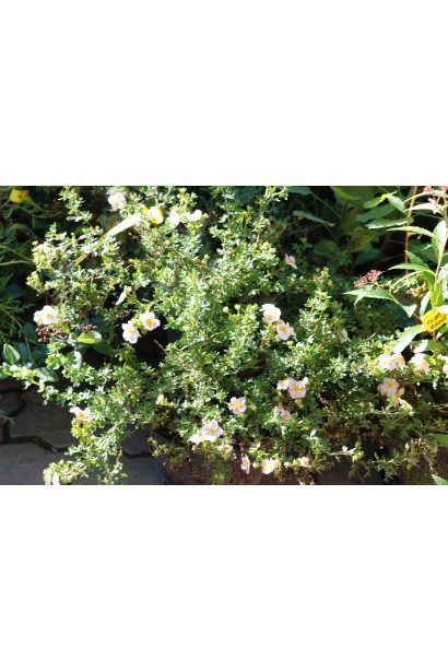  Перстач Princess / Pink Queen