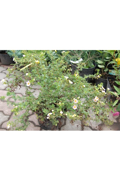 Перстач  Прінцесс тьмяний колір квітів на сонці