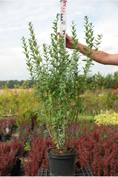Бірючина звичайна Атровіренс | Бирючина обыкновенная Атровиренс | Ligustrum vulgare Atrovirens