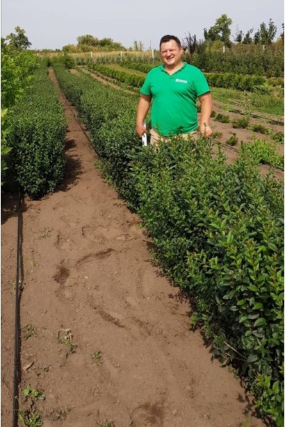 Бірючина звичайна Атровіренс | Бирючина обыкновенная Атровиренс | Ligustrum vulgare Atrovirens