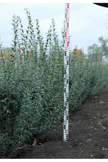 Бірючина звичайна Атровіренс | Бирючина обыкновенная Атровиренс | Ligustrum vulgare Atrovirens