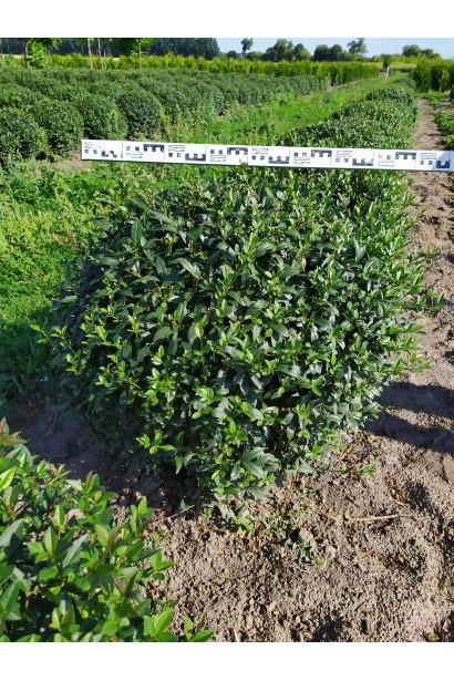 Бирючина звичайна Atrovirens Куля діаметр 70-80 см