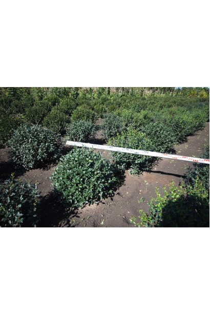 Бірючина звичайна Атровіренс стрижена з комом