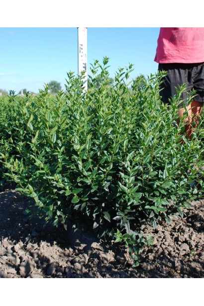 Бірючина зелена Атровіренс в полі 
