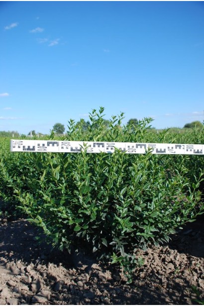 Бірючина Атровіренс саджанец ком діаметр 70-80 см