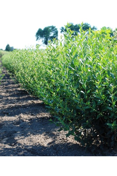 Кущ бирючини Атровіренс з розгалудженими бічними пагонами
