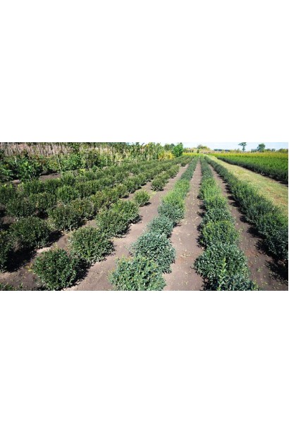 Бірючина звичайна Атровіренс топіар Куля в полі