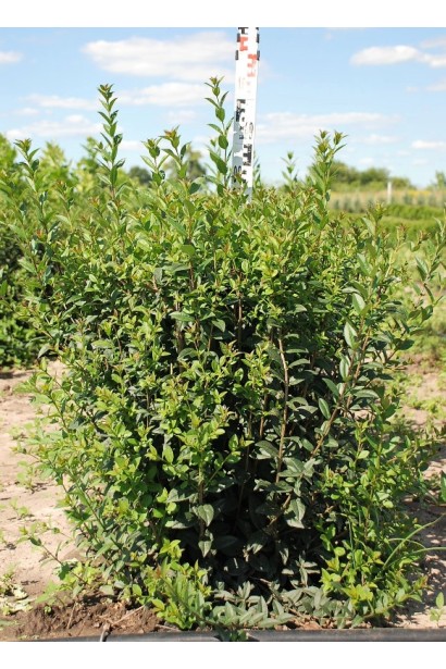 Бірючина звичайна Атровіренс ком 80-100 см