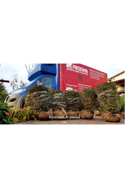 Бірючина звичайна Атровіренс | Бирючина обыкновенная Атровиренс | Ligustrum vulgare Atrovirens