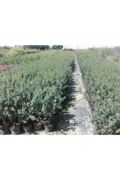 Бірючина звичайна Атровіренс саджанці в розсаднику