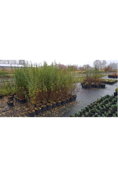 Саджанці бирючини Атровіренс в садовому центрі