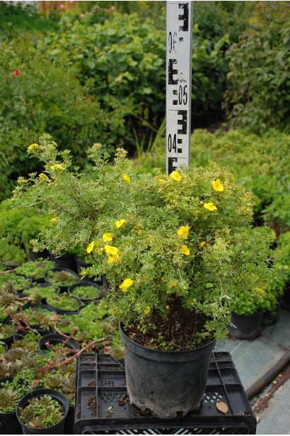 Перстач чагарниковий / Лапчатка кущова Кобольд | Potentilla fruticosa Kobold | Лапчатка кустарниковая Кобольд